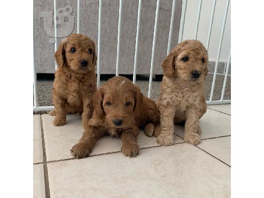Εκπληκτικά κουτάβια Goldendoodle